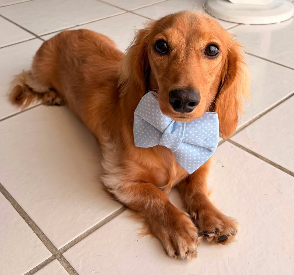 Pastel Blue Dots Bows