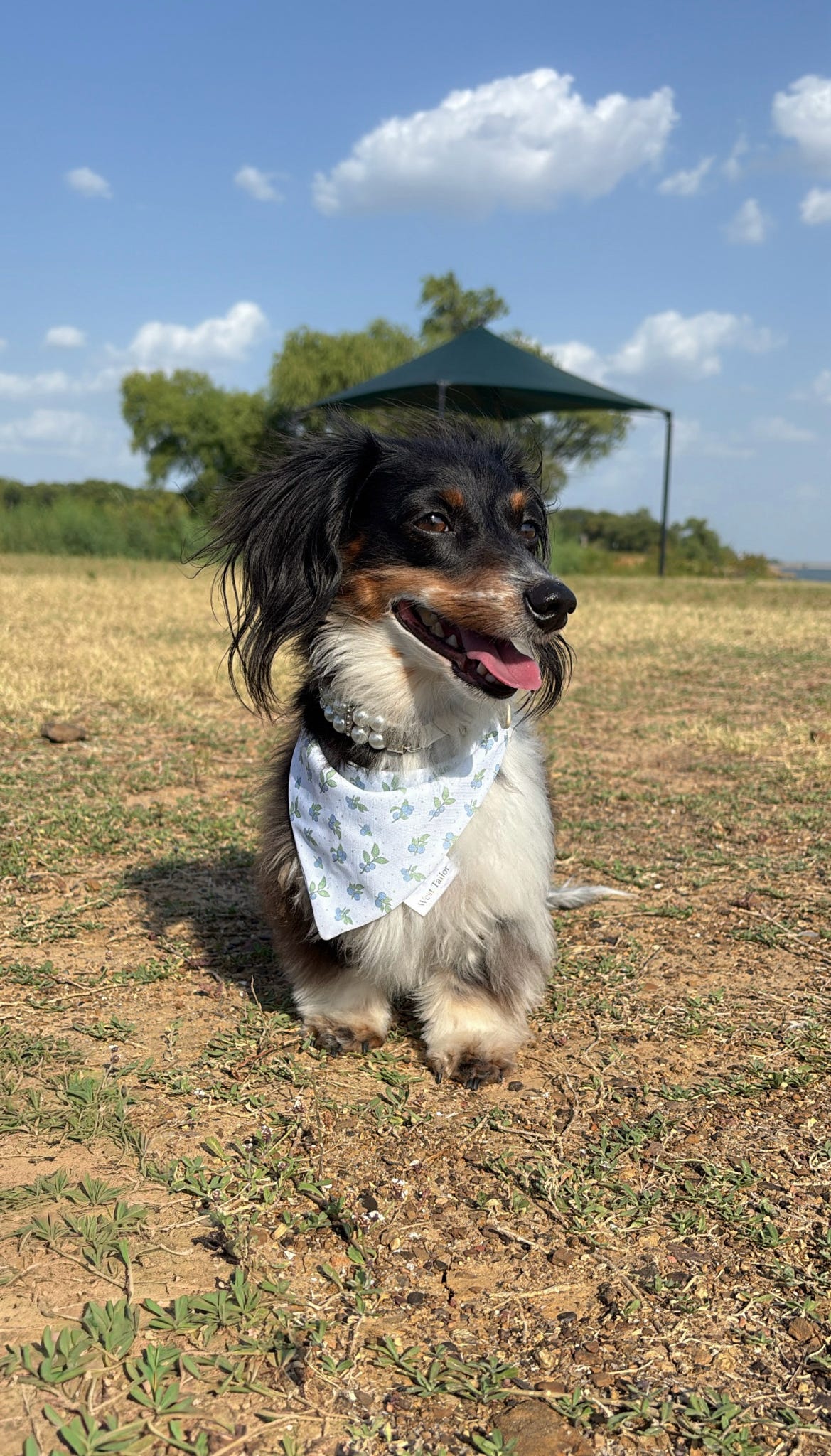 Blueberries & Polka Dots Bandana