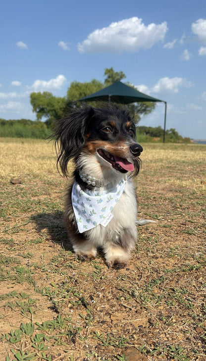 Blueberries & Polka Dots Bandana