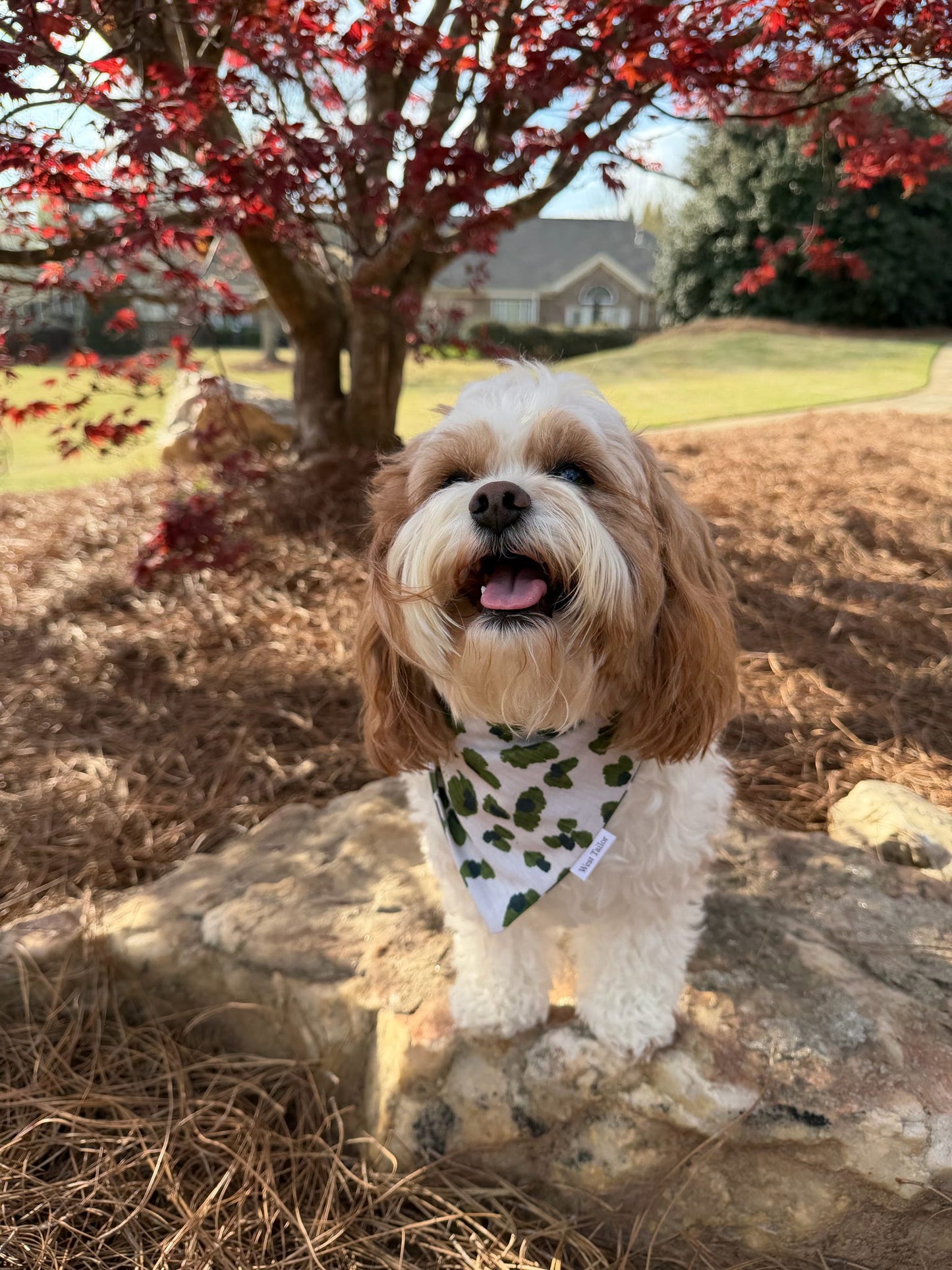 Remi Bandana