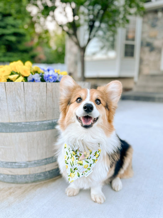 Spring Lemons Bandana