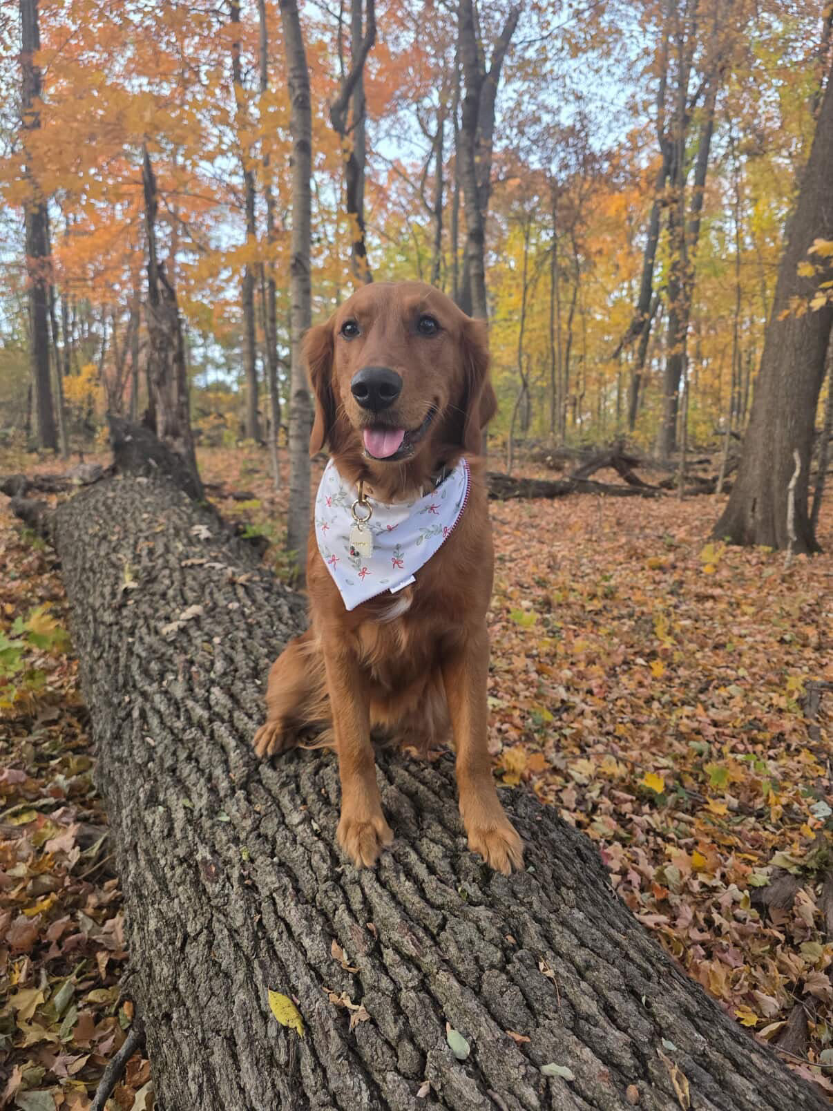 Mistletoe Performance Bandana