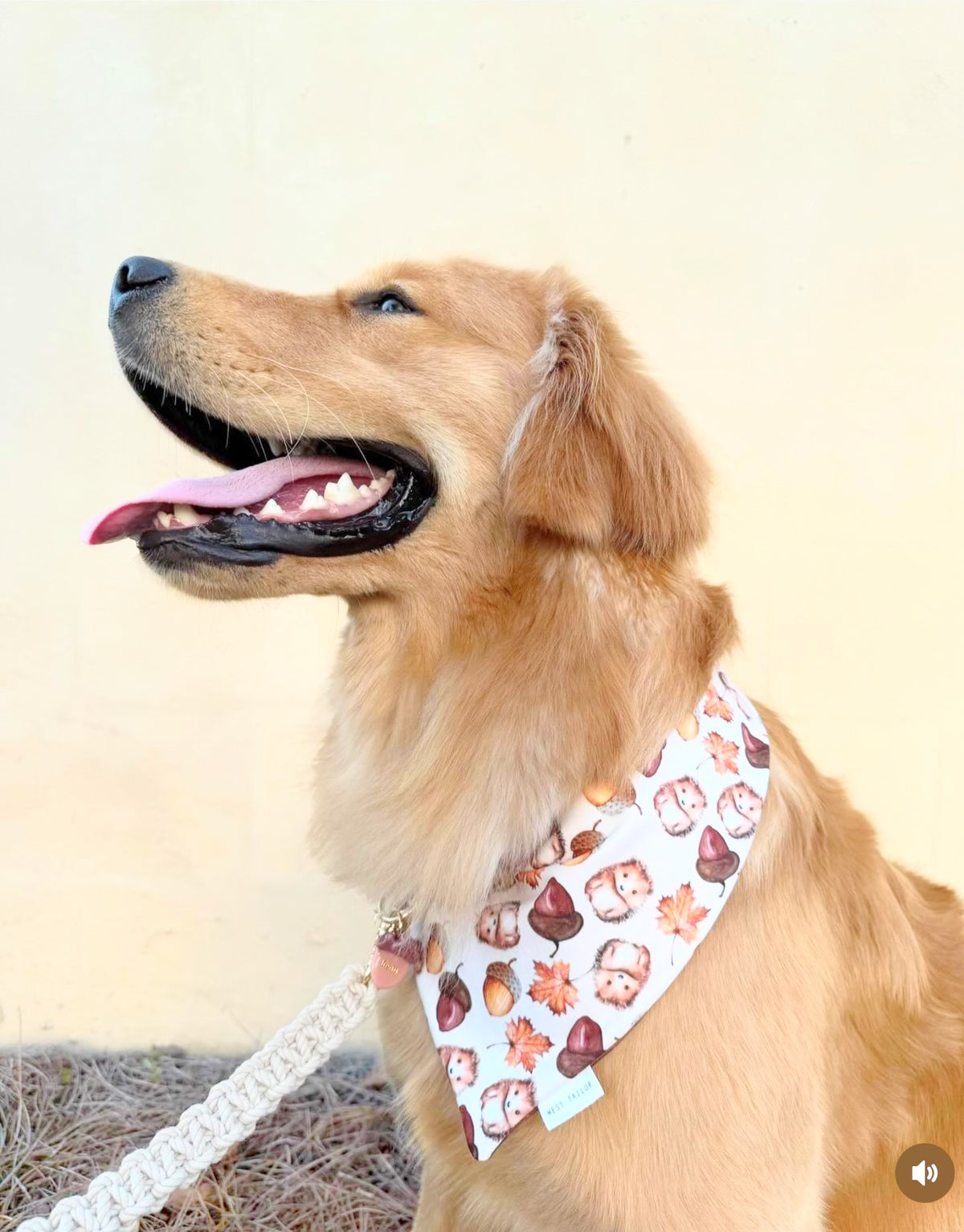 Hedgehog Bandana