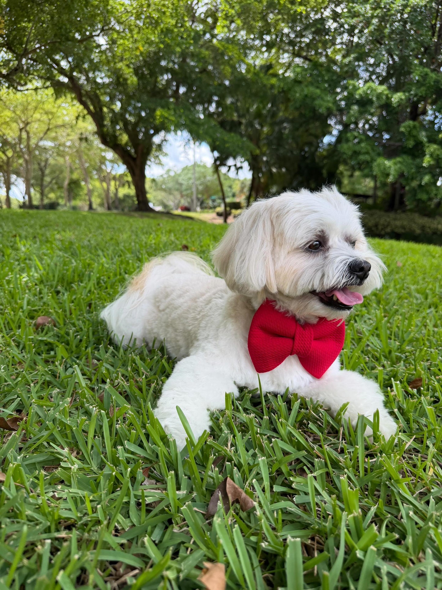 Red Bow
