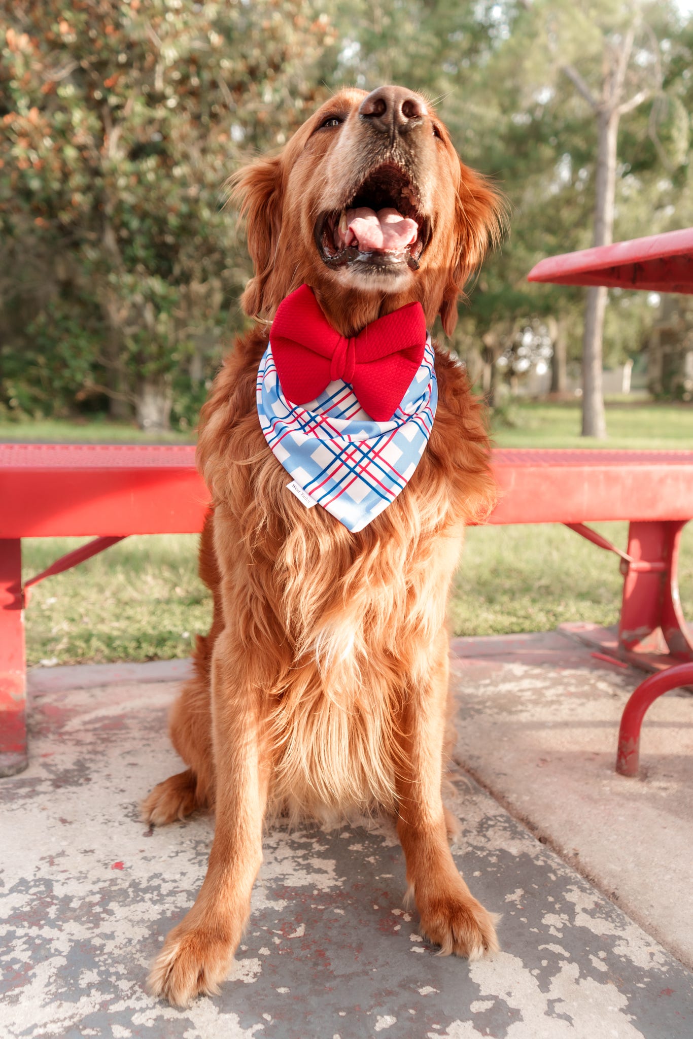 Levi Stars Bandana