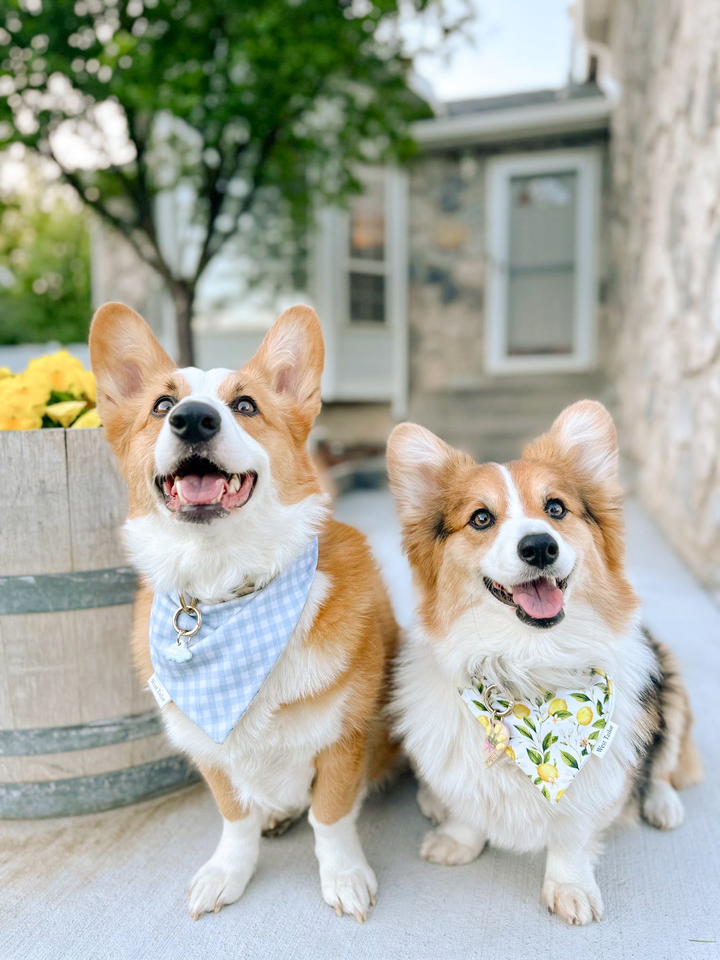Spring Lemons Bandana