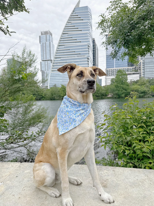 Nova Shells Reversible Bandana